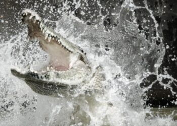 Nelayan Aceh Singkil Kritis Usai Diterkam Buaya, Begini Kronologinya