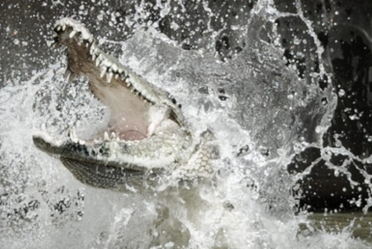 Nelayan Aceh Singkil Kritis Usai Diterkam Buaya, Begini Kronologinya