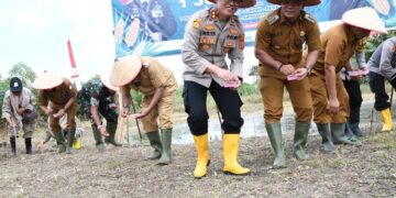 Dukung Swasembada Pangan, Kapolres bersama Pejabat Pemerintah Aceh Timur Tanam Jagung Serentak