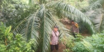 Aceh Timur Dilanda Serangan Satwa Liar Tak Berkesudahan