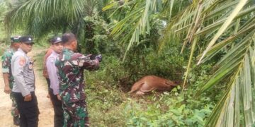 Lagi, Harimau Buas Terkam Sapi di Aceh Timur