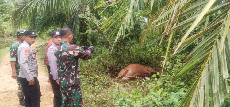 Lagi, Harimau Buas Terkam Sapi di Aceh Timur
