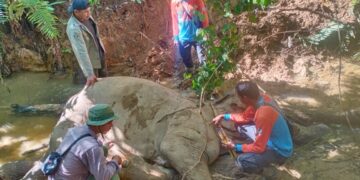 Tragedi Gajah Sumatera: Mati di Awal Tahun