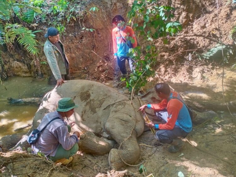 Tragedi Gajah Sumatera: Mati di Awal Tahun