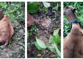 Pihak Berwenang Diminta Tindak Cepat Atasi Ancaman Harimau di Pante Bidari