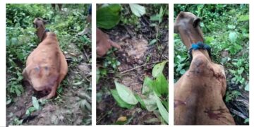 Pihak Berwenang Diminta Tindak Cepat Atasi Ancaman Harimau di Pante Bidari