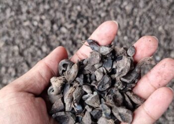 Aceh Catatkan Ekspor Cangkang Sawit Terbesar ke Jepang