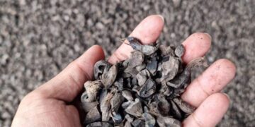 Aceh Catatkan Ekspor Cangkang Sawit Terbesar ke Jepang