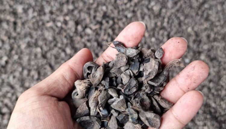 Aceh Catatkan Ekspor Cangkang Sawit Terbesar ke Jepang