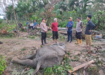 BKSDA Aceh Gagal Selamatkan Gajah Liar yang sakit di Aceh Timur