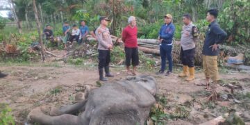 BKSDA Aceh Gagal Selamatkan Gajah Liar yang sakit di Aceh Timur