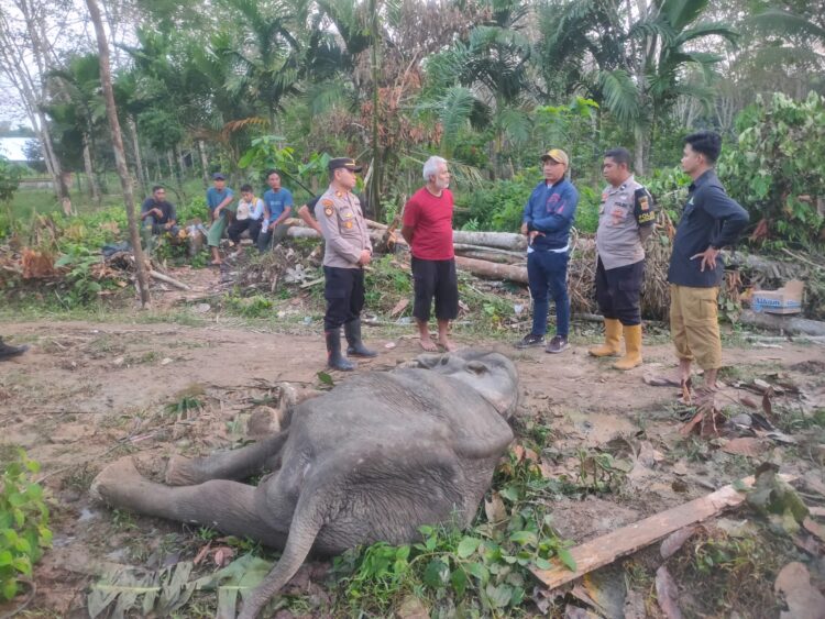 BKSDA Aceh Gagal Selamatkan Gajah Liar yang sakit di Aceh Timur
