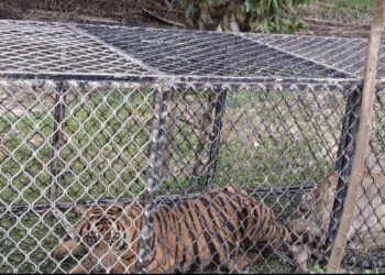 Harimau Pemangsa Ternak Warga di Aceh Timur Akhirnya Ditangkap