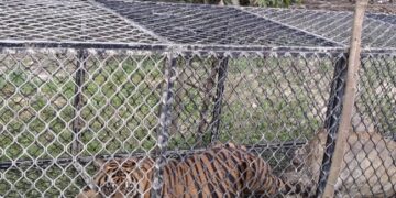 Harimau Pemangsa Ternak Warga di Aceh Timur Akhirnya Ditangkap