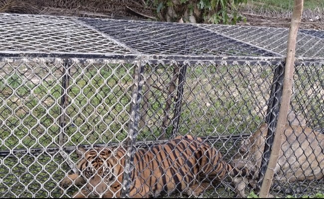 Harimau Pemangsa Ternak Warga di Aceh Timur Akhirnya Ditangkap