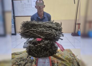 Pengedar Ganja di Aceh Timur Ditangkap, 1.600 Gram Ganja Disita