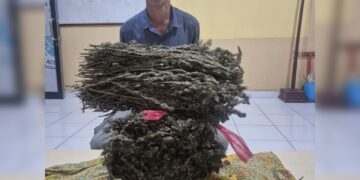 Pengedar Ganja di Aceh Timur Ditangkap, 1.600 Gram Ganja Disita