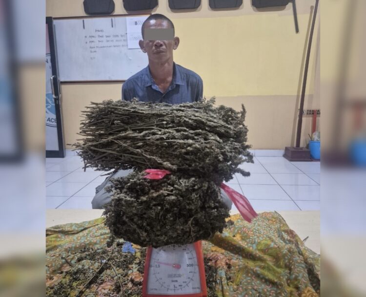Pengedar Ganja di Aceh Timur Ditangkap, 1.600 Gram Ganja Disita