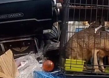 Warga Berhasil Gagalkan Penyeludupan Motor Gede dan Hewan Langka di Aceh Timur