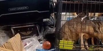 Warga Berhasil Gagalkan Penyeludupan Motor Gede dan Hewan Langka di Aceh Timur