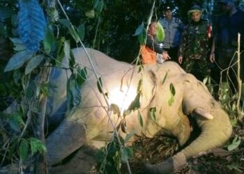 Gajah Jantan Mati Misterius di Aceh Timur, Dugaan Awal Akibat Keracunan