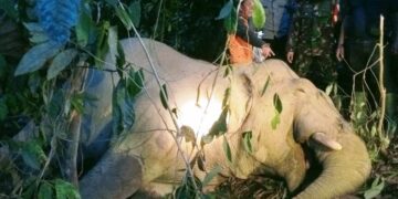Gajah Jantan Mati Misterius di Aceh Timur, Dugaan Awal Akibat Keracunan