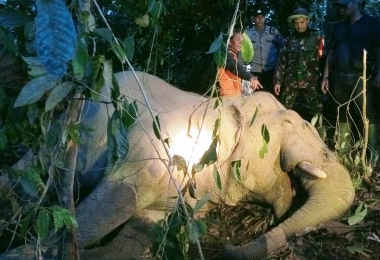 Gajah Jantan Mati Misterius di Aceh Timur, Dugaan Awal Akibat Keracunan