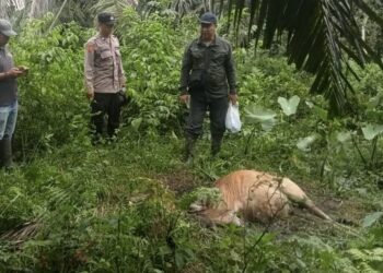 Harimau Mangsa Sapi di Aceh Timur, Petugas Pasang Camera Trap