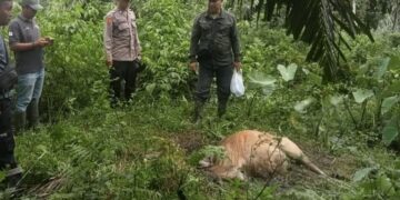 Harimau Mangsa Sapi di Aceh Timur, Petugas Pasang Camera Trap