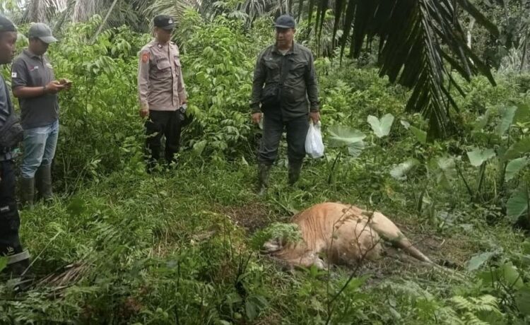 Harimau Mangsa Sapi di Aceh Timur, Petugas Pasang Camera Trap