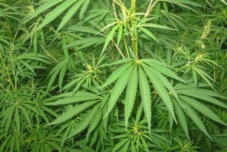 51,75 Hektere Ladang Ganja Ditemukan di Gayo Lues, Terungkap dari Interogasi Kurir