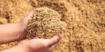 Harga Gabah Aceh Timur Stabil, Petani Optimis Hadapi Musim Tanam