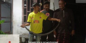 Ular Cobra Masuk Rumah Warga, Tim BPBD Aceh Timur Gerak Cepat