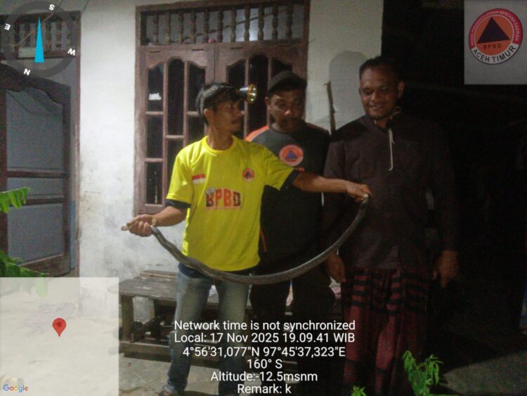 Ular Cobra Masuk Rumah Warga, Tim BPBD Aceh Timur Gerak Cepat