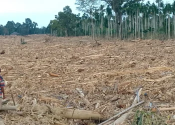 Sungai Geudumbak Dipenuhi Kayu, Warga Curigai Illegal Logging