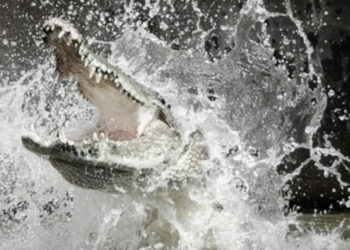 Petani Diterkam Buaya Saat Pulang dari Ladang, Tim Gabungan Lakukan Pencarian