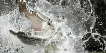 Petani Diterkam Buaya Saat Pulang dari Ladang, Tim Gabungan Lakukan Pencarian