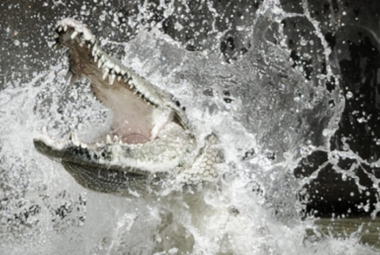 Petani Diterkam Buaya Saat Pulang dari Ladang, Tim Gabungan Lakukan Pencarian