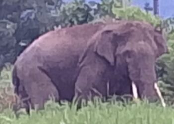 Gajah Liar Terus Merusak, BKSDA Diminta Bangun Pos CRU di Pidie