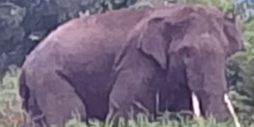 Gajah Liar Terus Merusak, BKSDA Diminta Bangun Pos CRU di Pidie