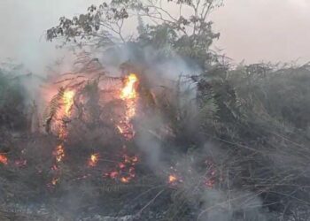 Api Melalap 18 Hektare Lahan Gambut di Aceh Barat, Cuaca Ekstrem Hambat Pemadaman
