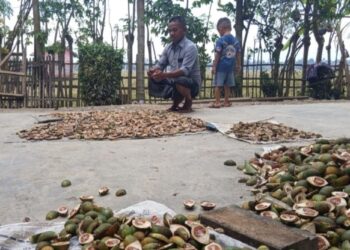 Kenaikan Harga Pinang Bawa Senyum Petani di Aceh Utara Pasca Banjir Besar