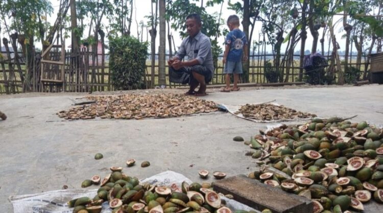 Kenaikan Harga Pinang Bawa Senyum Petani di Aceh Utara Pasca Banjir Besar