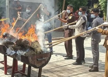 Kejari Bireuen Musnahkan 88 Kg Ganja dan 800 Gram Sabu