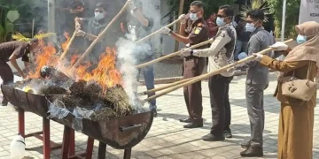 Kejari Bireuen Musnahkan 88 Kg Ganja dan 800 Gram Sabu