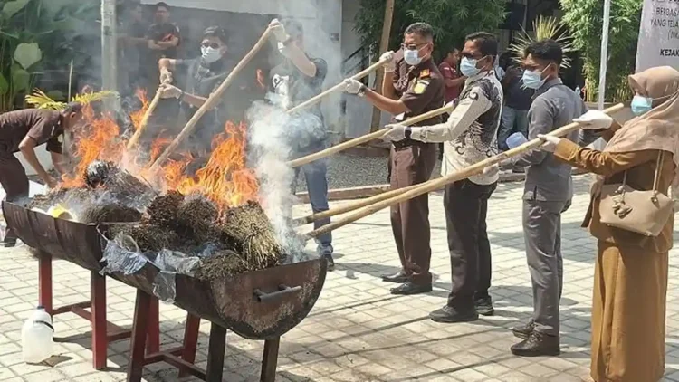 Kejari Bireuen Musnahkan 88 Kg Ganja dan 800 Gram Sabu