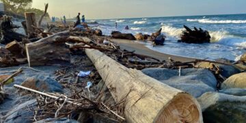 Sampah Kayu dan Pohon Sawit Hambui Pantai Ujong Blang Lhokseumawe