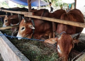 1.109 Sapi Meugang dari Presiden Prabowo Disalurkan ke Korban Banjir Aceh Utara