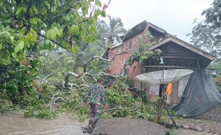 Cuaca Ekstrem, Pohon Tumbang Timpa Rumah di Aceh Besar