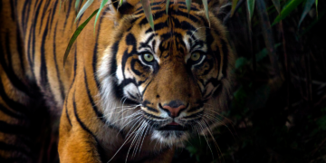 Usai Serang Warga di Gayo Lues, BKSDA Aceh Pasang Kamera Trap Buru Harimau Sumatra
